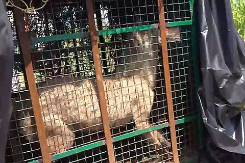 Wolf captured in UP's Bahraich